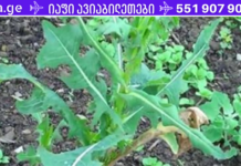 ოპიუმი! ბუნებრივი ტკივილგამაყუჩებელი საშუალება, რომელიც თქვენივე ბაღში იზრდება!