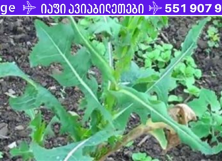 ოპიუმი! ბუნებრივი ტკივილგამაყუჩებელი საშუალება, რომელიც თქვენივე ბაღში იზრდება!