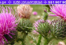 ბაყაყურა – ყველასათვის კარგად ნაცნობი მცენარე, რომელიც სასარგებლო თვისებებით ნამდვილად გამოირჩევა!