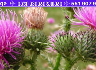 ბაყაყურა – ყველასათვის კარგად ნაცნობი მცენარე, რომელიც სასარგებლო თვისებებით ნამდვილად გამოირჩევა!