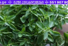 ჩაი ორეგანოთი. რეცეპტი სტრეპტოკოკული სტენოკარდიის, სინუსიტისა და სხვადასხვა ინფექციების სამკურნალოდ!