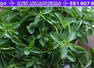 ჩაი ორეგანოთი. რეცეპტი სტრეპტოკოკული სტენოკარდიის, სინუსიტისა და სხვადასხვა ინფექციების სამკურნალოდ!