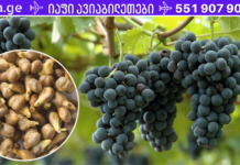 ასეთი პატარა, მაგრამ ძალიან ძლიერი საშუალება – მათ შეუძლიათ ებრძოლონ ყველაზე საშინელ დაავადებებსაც კი!