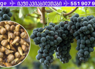 ასეთი პატარა, მაგრამ ძალიან ძლიერი საშუალება – მათ შეუძლიათ ებრძოლონ ყველაზე საშინელ დაავადებებსაც კი!