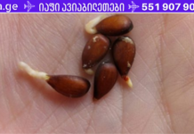 ვაშლის თესლი: ეს არის ის ინფორმაცია, რასაც მრავალი წლის განმავლობაში მალავდნენ ჩვენგან! სანამ ხელმისაწვდომია წაიკითხეთ . .