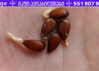 ვაშლის თესლი: ეს არის ის ინფორმაცია, რასაც მრავალი წლის განმავლობაში მალავდნენ ჩვენგან! სანამ ხელმისაწვდომია წაიკითხეთ . .