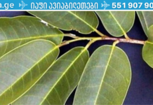 მეცნიერებმა აღმოაჩინეს მცენარე, რომელიც ებრძვის დიაბეტს და მკურნალობს აივ ინფექციას!