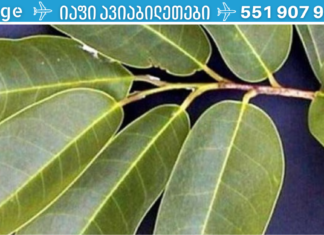 მეცნიერებმა აღმოაჩინეს მცენარე, რომელიც ებრძვის დიაბეტს და მკურნალობს აივ ინფექციას!