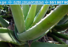 ალოე ვერა ეფექტურად მკურნალობს ეგზემას, ფსორიაზს, დერმატიტს და კანის სხვა დაავადებებს! გაეცანით მის წარმოუდგენელ შედეგებს. .