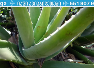 ალოე ვერა ეფექტურად მკურნალობს ეგზემას, ფსორიაზს, დერმატიტს და კანის სხვა დაავადებებს! გაეცანით მის წარმოუდგენელ შედეგებს. .