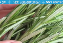 მეცნიერებმა აღმოაჩინეს ბალახი, რომელიც ებრძვის დემენციას და აძლიერებს მეხსიერებას 75%-ით