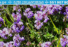 ყველაზე ძლიერი ბალახი, რომელიც ანადგურებს სტრეპტოკოკს, ჰერპესს, კანდიდას, გრიპის ვირუსს და მკურნალობს სხვა 50-ზე მეტ დაავადებას!