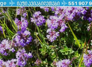 ყველაზე ძლიერი ბალახი, რომელიც ანადგურებს სტრეპტოკოკს, ჰერპესს, კანდიდას, გრიპის ვირუსს და მკურნალობს სხვა 50-ზე მეტ დაავადებას!