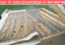 როგორ დავამარცხოთ ხერხემლის მალებს შორის თიაქარი: პროპოლისის ტილო თიაქრის დროს