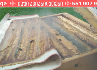 როგორ დავამარცხოთ ხერხემლის მალებს შორის თიაქარი: პროპოლისის ტილო თიაქრის დროს