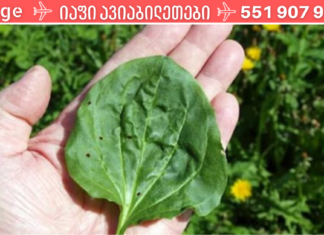 აქამდე უცნობი 5 საინტერესო ფაქტი მრავალძარღვას გამოყენებაზე – მართლაც, რომ ჯადოსნური მცენარეა!