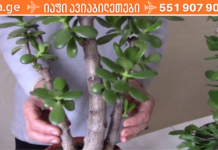 ნუ გადაყრით ფულს მედიკამენტებში! ნამდვილი მკურნალი სახლში გაქვთ!