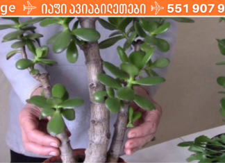 ნუ გადაყრით ფულს მედიკამენტებში! ნამდვილი მკურნალი სახლში გაქვთ!