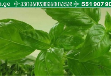 ღმერთმა თავადვე გვიბოძა ეს ბუნებრივი ანტიბიოტიკი! ესაა ყველაზე ძლიერი ანტიოქსიდანტი, რომელიც გაასუფთავებს თქვენს არტერიებს „ცუდი“ ქოლესტერინისგან!