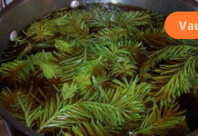 ფიჭვის წიწვების სამკურნალო დეკორექცია ეფექტურად შეამცირებს წნევას!