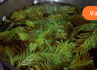 ფიჭვის წიწვების სამკურნალო დეკორექცია ეფექტურად შეამცირებს წნევას!