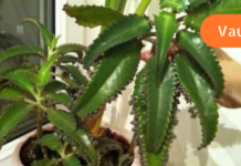 კალანჰოე, მცენარე რომელიც დამწვრობის დროს ეფექტურად დაგეხმარებათ! აი როგორ უნდა გამოიყენოთ იგი. .