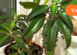 კალანჰოე, მცენარე რომელიც დამწვრობის დროს ეფექტურად დაგეხმარებათ! აი როგორ უნდა გამოიყენოთ იგი. .