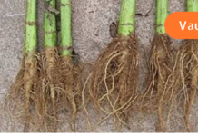 ეს ძალიან მარტივი და ადვილად მოსამზადებელი წამლები დაგეხმარებათ ნაღვლის ბუშტიდან და თირკმელებიდან კენჭების უმტკივნეულოდ გამოდევნაში