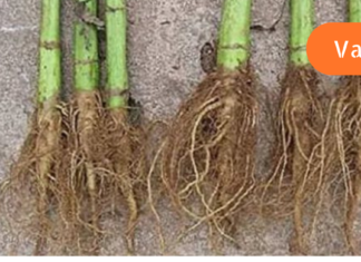 ეს ძალიან მარტივი და ადვილად მოსამზადებელი წამლები დაგეხმარებათ ნაღვლის ბუშტიდან და თირკმელებიდან კენჭების უმტკივნეულოდ გამოდევნაში