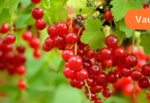 ესაა ყველაზე ძლიერი ანტიოქსიდანტური კენკრა ღვიძლისთვის, რომელიც შეიცავს 20-ჯერ მეტ C ვიტამინს, ვიდრე ფორთოხლის წვენი!!!