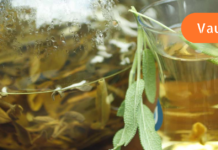 “გიზიარებთ დიდი ბებიის რეცეპტს, რომლის მიხედვითაც მომზადებული ნაყენი აძლიერებს იმუნიტეტს, დადებითად მოქმედებს სისხლძარღვებსა და ნერვებზე, არეგულირებს ნაწლავების მუშაობასაც”