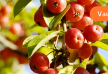 თუ თირკმლების მძიმე დაავადება გაწუხებთ უარი ნამდვილად არუნდა თქვათ ამ გასაოცარ საშუალებაზე!