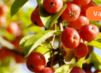 თუ თირკმლების მძიმე დაავადება გაწუხებთ უარი ნამდვილად არუნდა თქვათ ამ გასაოცარ საშუალებაზე!