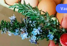 ბევრი გეტყვით როზმარინის სამკურნალო თვისებებზე, მაგრამ რასაც არ გეტყვიან დანარჩენი ყველაფერი აქაა ერთად თავმოყრილი. .