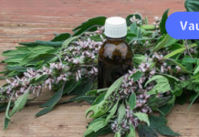 ვალერიანის და შავბალახას ნაყენი მართლაც გასაოცარ შედეგებს იძლევა ჯანმრთელობისთვის!! აუცილებლად სცადეთ თქვენც