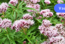 ძილის წინ ვალერიანის ყნოსვა საშუალებას იძლევა, განიკურნოს ადამიანი ათეროსკლეროზისაგან, უძილობისაგან, გულის ტკივილისაგან და ზოგადი სისუსტისაგან!