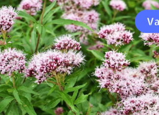 ძილის წინ ვალერიანის ყნოსვა საშუალებას იძლევა, განიკურნოს ადამიანი ათეროსკლეროზისაგან, უძილობისაგან, გულის ტკივილისაგან და ზოგადი სისუსტისაგან!