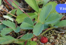 ჰემოროი და ფეხის სოკოს სამკურნალო ხალხური ტრადიციული საშუალება!!