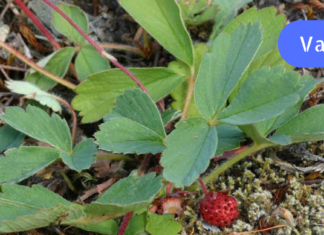 ჰემოროი და ფეხის სოკოს სამკურნალო ხალხური ტრადიციული საშუალება!!