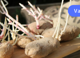 ოპერაცია აღარაა საჭირო! მინდა გასწავლოთ გლაუკომისა და კატარაქტის სამკურნალო ძალიან მარტივი საშუალება