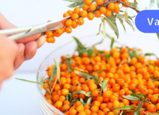 ახალგაზრდობის ელექსირი თქვენი სახისა და თმისთვის!! ქაცვის წარმოუდგენელი სარგებელი. .