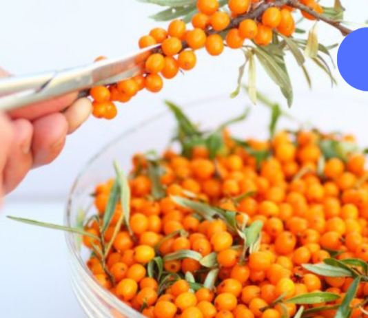 ახალგაზრდობის ელექსირი თქვენი სახისა და თმისთვის!! ქაცვის წარმოუდგენელი სარგებელი. .