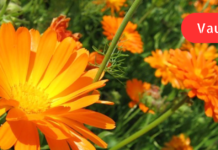 კალენდულას სარგებელი კუჭ-ნაწლავის ტრაქტისთვის: როგორ განვკურნოთ გასტრიტი, კუჭის წყლული და კოლიტი