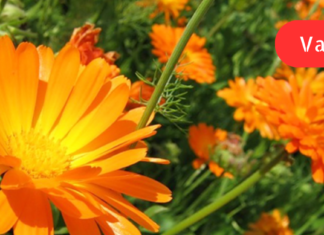 კალენდულას სარგებელი კუჭ-ნაწლავის ტრაქტისთვის: როგორ განვკურნოთ გასტრიტი, კუჭის წყლული და კოლიტი