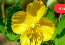 მცენარე ქრისტესისხლა, რომელსაც აქტიურად იყენებენ ჯანმრთელობის მრავალი პრობლემის მოსაგვარებლად! ეს ინფორმაცია უნდა იცოდეთ. .