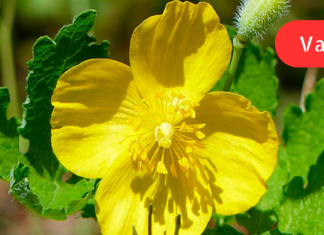 მცენარე ქრისტესისხლა, რომელსაც აქტიურად იყენებენ ჯანმრთელობის მრავალი პრობლემის მოსაგვარებლად! ეს ინფორმაცია უნდა იცოდეთ. .