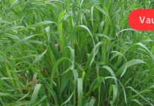 ტუტე საკვების მთავარი წყარო: აძლიერებს ღვიძლის ფუნქციას, ანეიტრალებს ტოქსიკურ ნაერთებს, შლის ტოქსინებს სისხლიდან