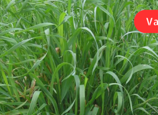 ტუტე საკვების მთავარი წყარო: აძლიერებს ღვიძლის ფუნქციას, ანეიტრალებს ტოქსიკურ ნაერთებს, შლის ტოქსინებს სისხლიდან