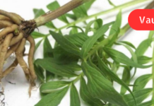 თუ ხშირად ნერვიულობთ და ცუდად გძინავთ, სულაც არ არის საჭირო ძლიერ სინთეზურ წამლებს მიმართოთ. ისარგებლეთ ბუნების ამ წარმოუდგენელი საჩუქრით!