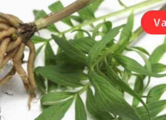 თუ ხშირად ნერვიულობთ და ცუდად გძინავთ, სულაც არ არის საჭირო ძლიერ სინთეზურ წამლებს მიმართოთ. ისარგებლეთ ბუნების ამ წარმოუდგენელი საჩუქრით!